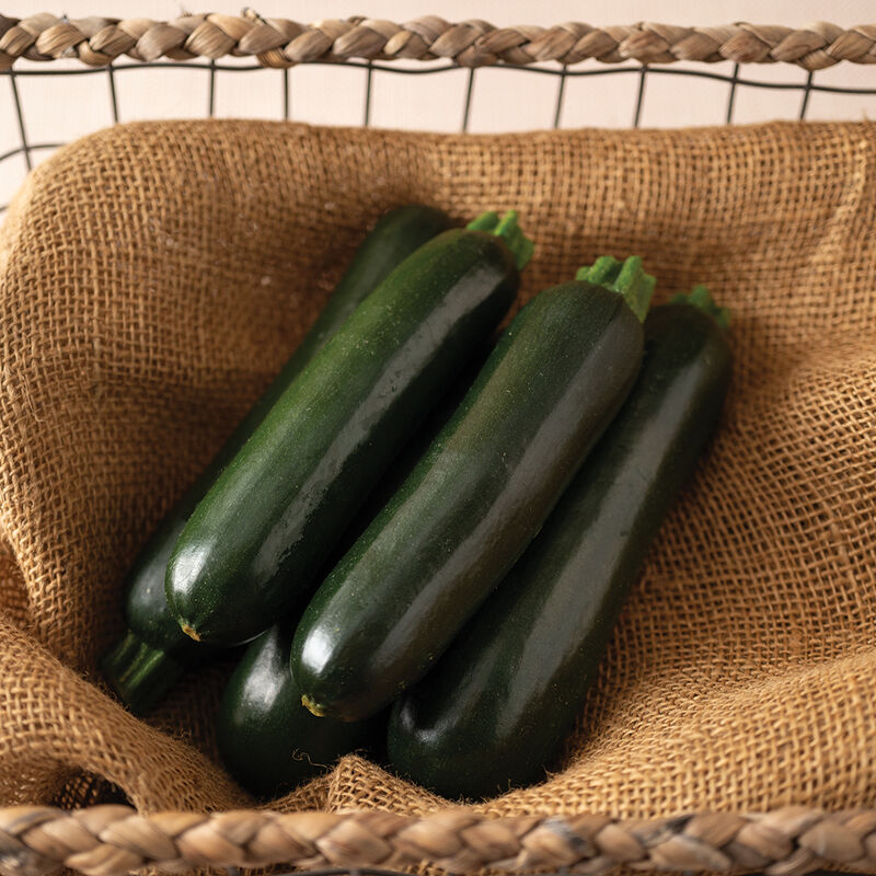 Maveric – Zucchini Squash Seed